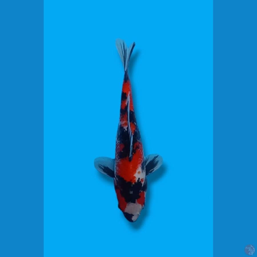 Showa Sanshoku 22cm