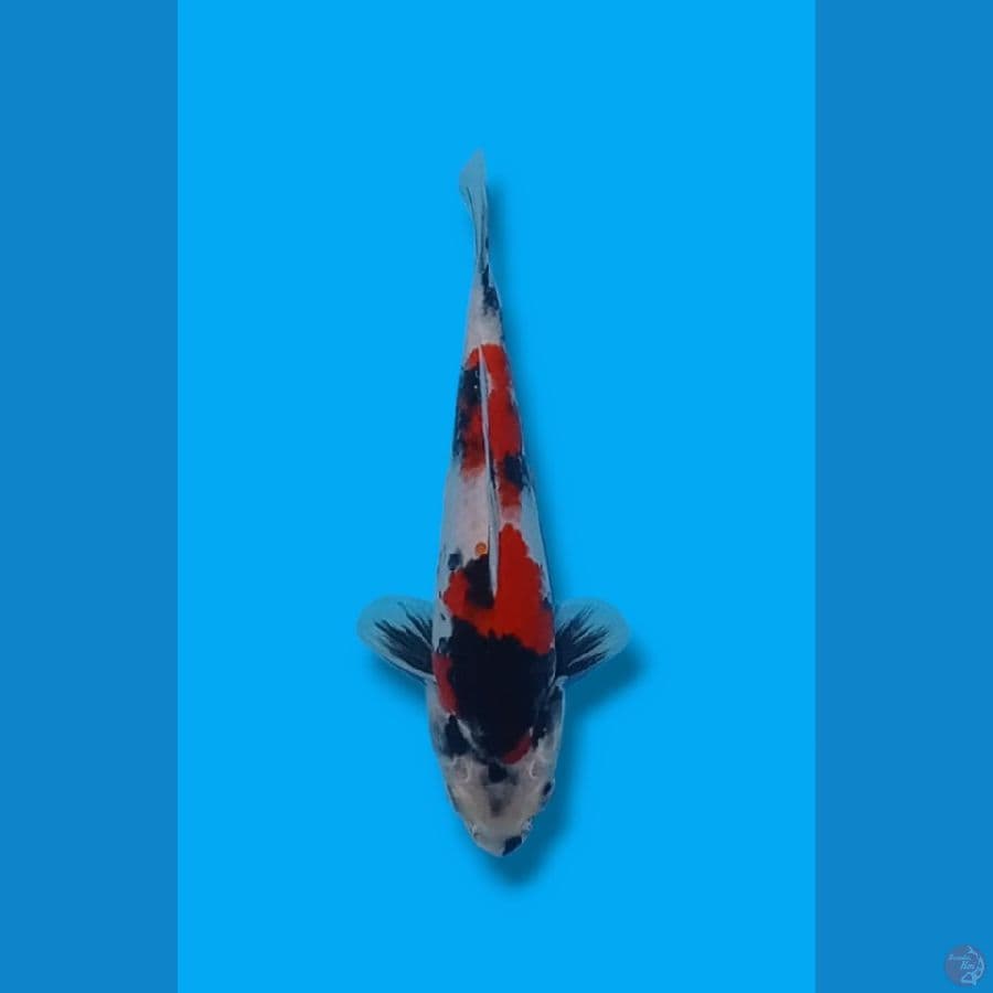 Showa Sanshoku 22cm