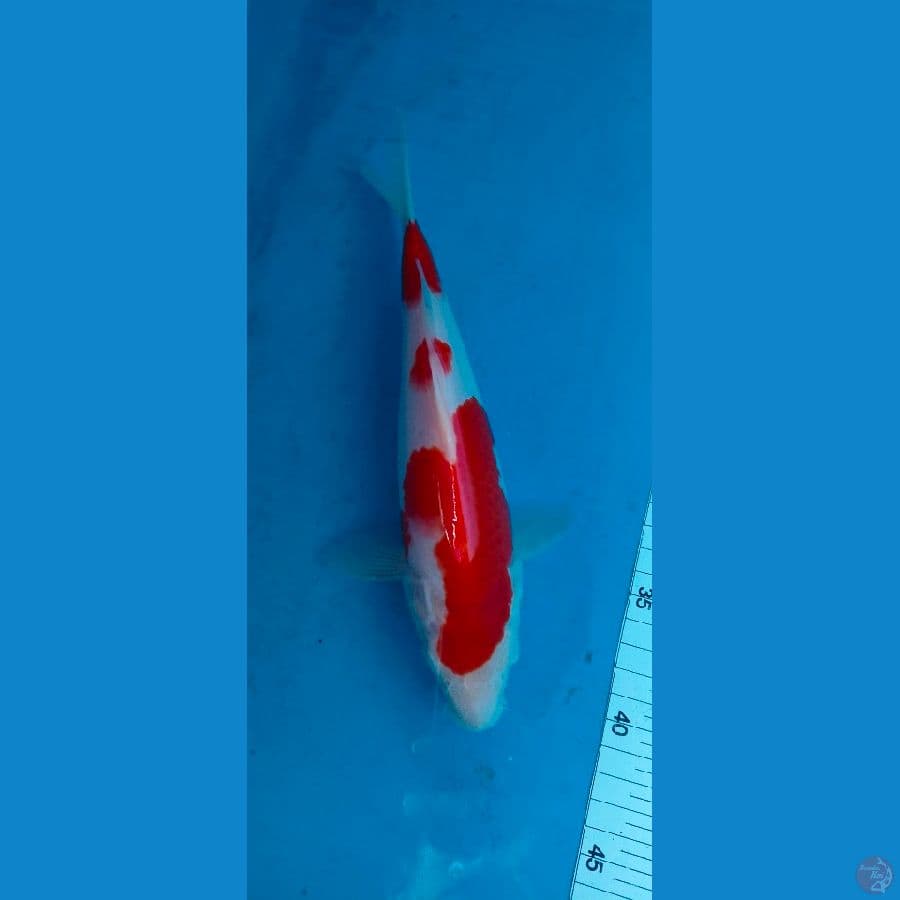 kohaku strong sq 28 cm