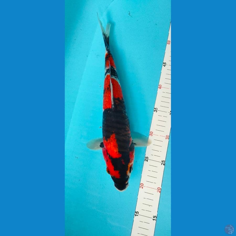 showa ginrin 35 cm Male