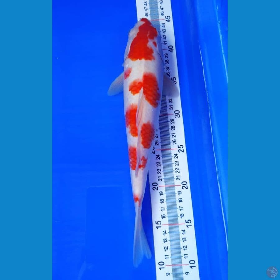 kohaku