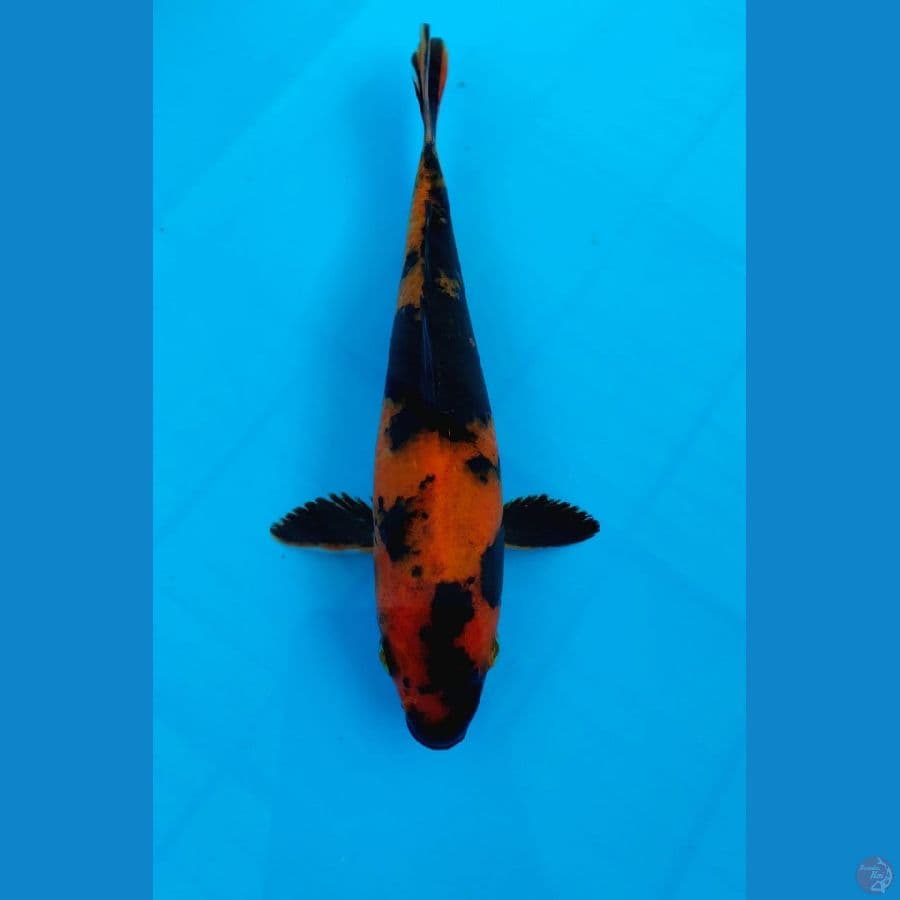 Hiutsuri 20 Cm