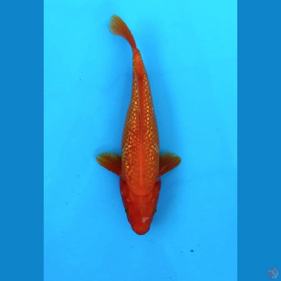 Benigoi Gindrin 20Cm