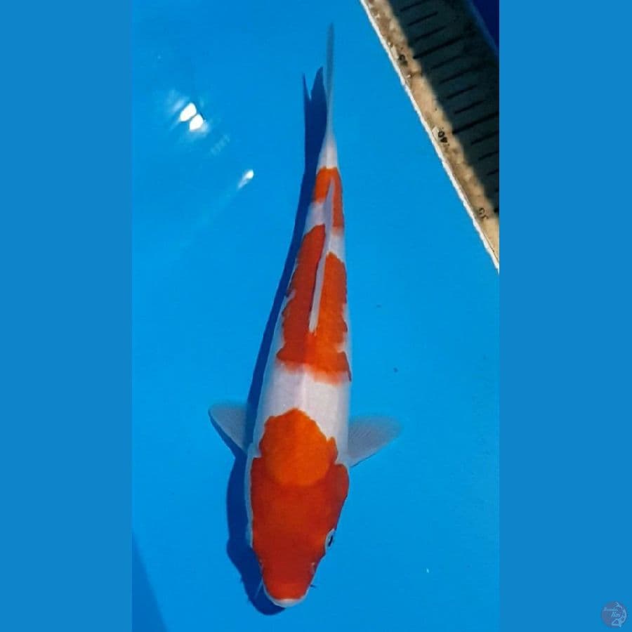 28/F KOHAKU Pola Ori (A4)
