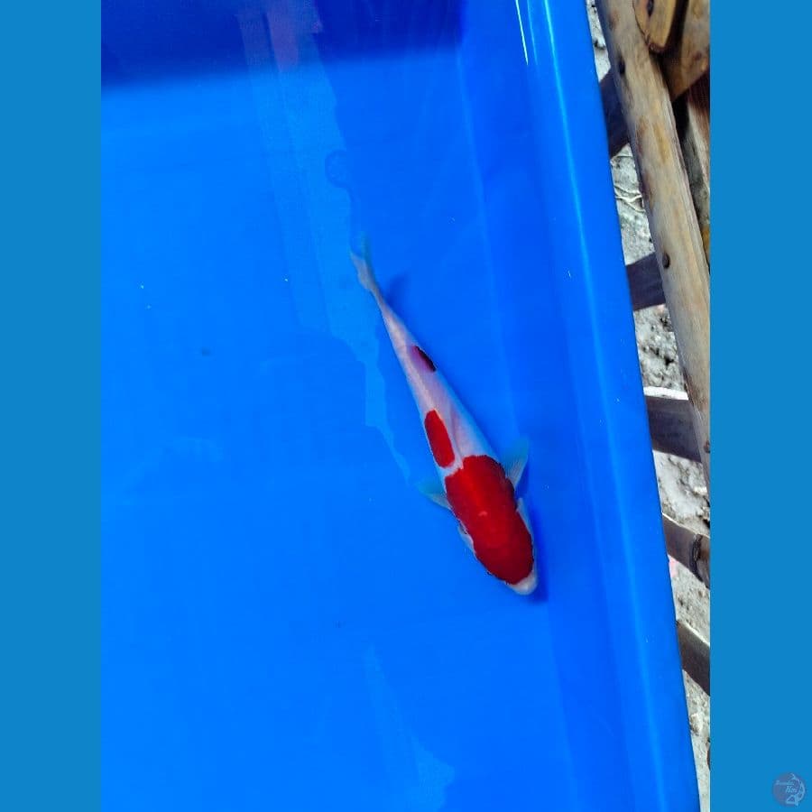 Kohaku Doitsu 20cm