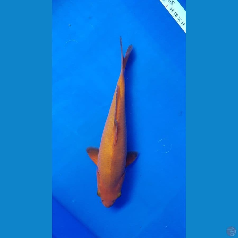 karamel 26cm