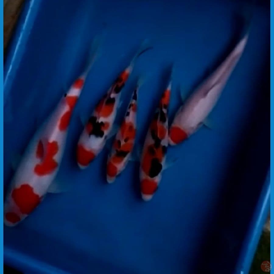 SANKE KOHAKU TANCHO 15 20 26 CM