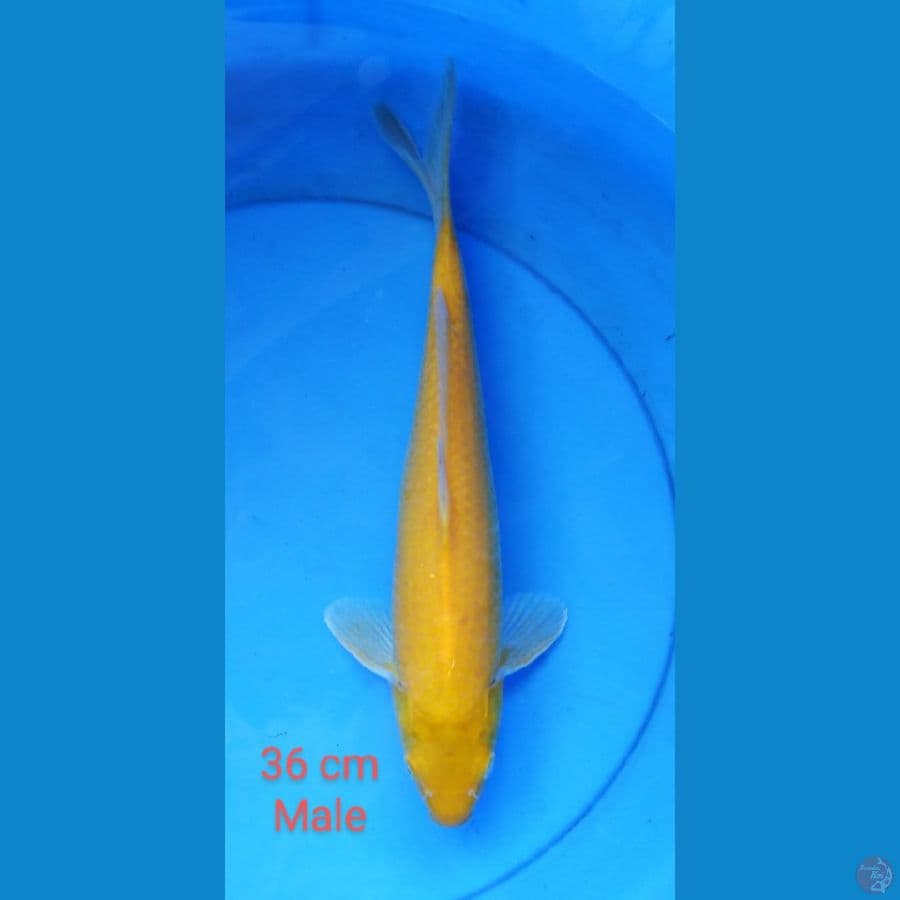 karashi male mt mrh 36 cm