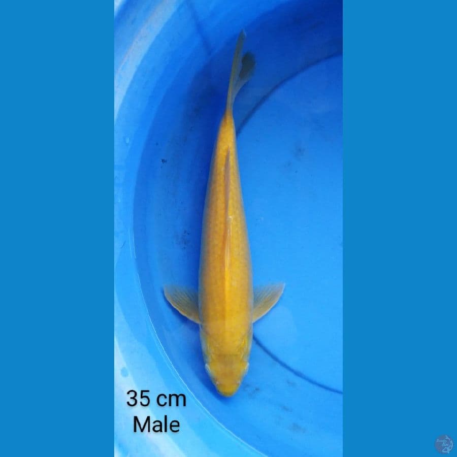karashi 36 cm male