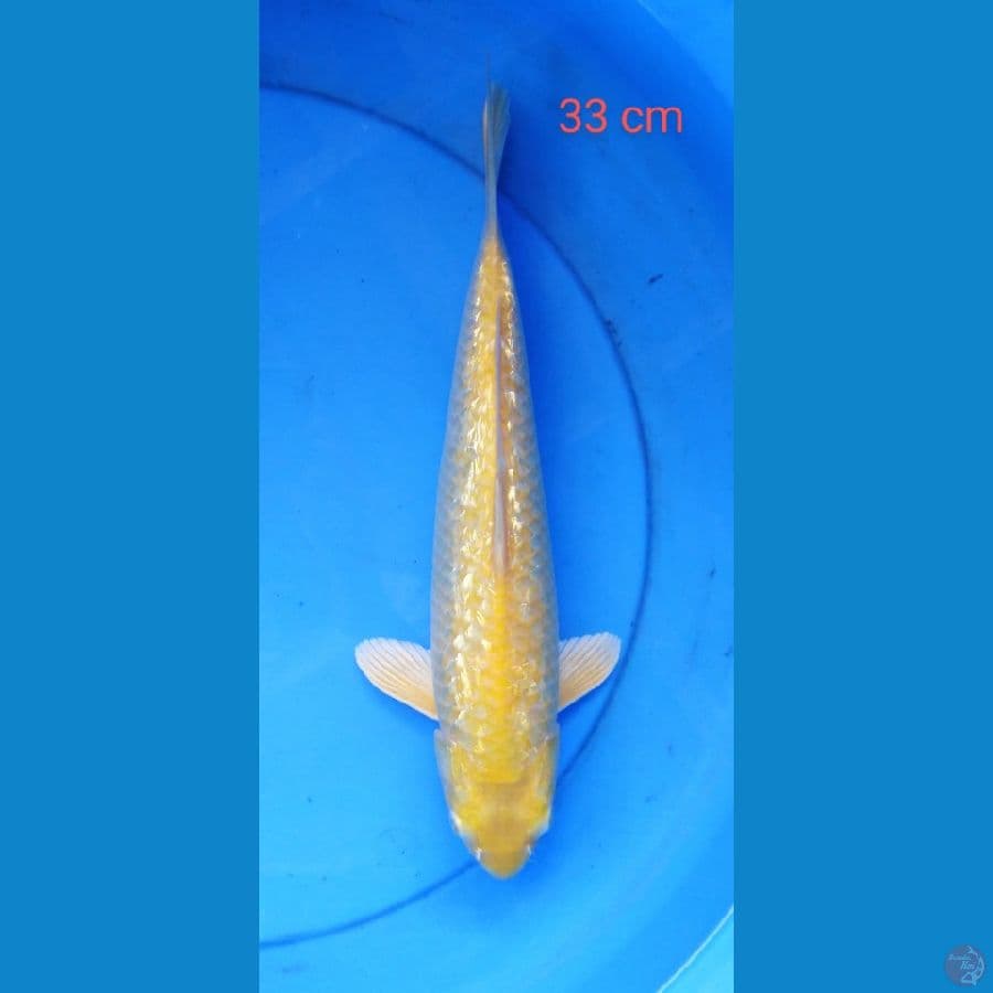 karashi ginrin 33 cm