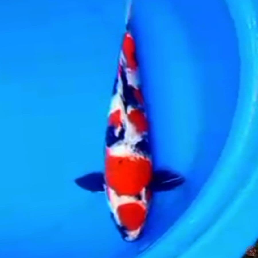 36cm MARUTEN KINDAI SHOWA BAGUS