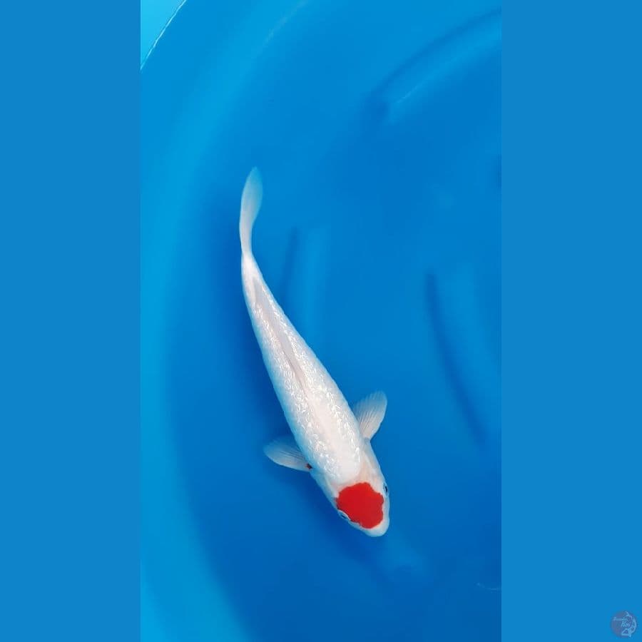 TANCHO KOHAKU GINRIN - 38cm/m⁶