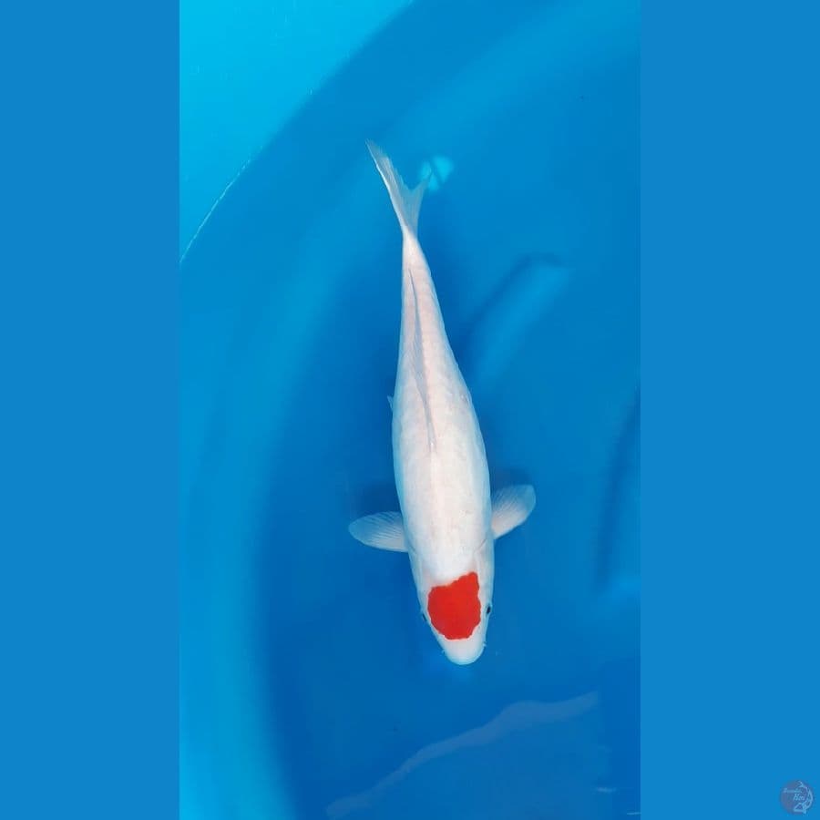 TANCHO KOHAKU DOITSU ARAGOKE - 38cm/f⁶