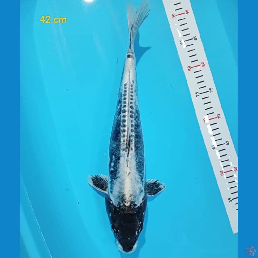 Kikokuriyu 42 cm