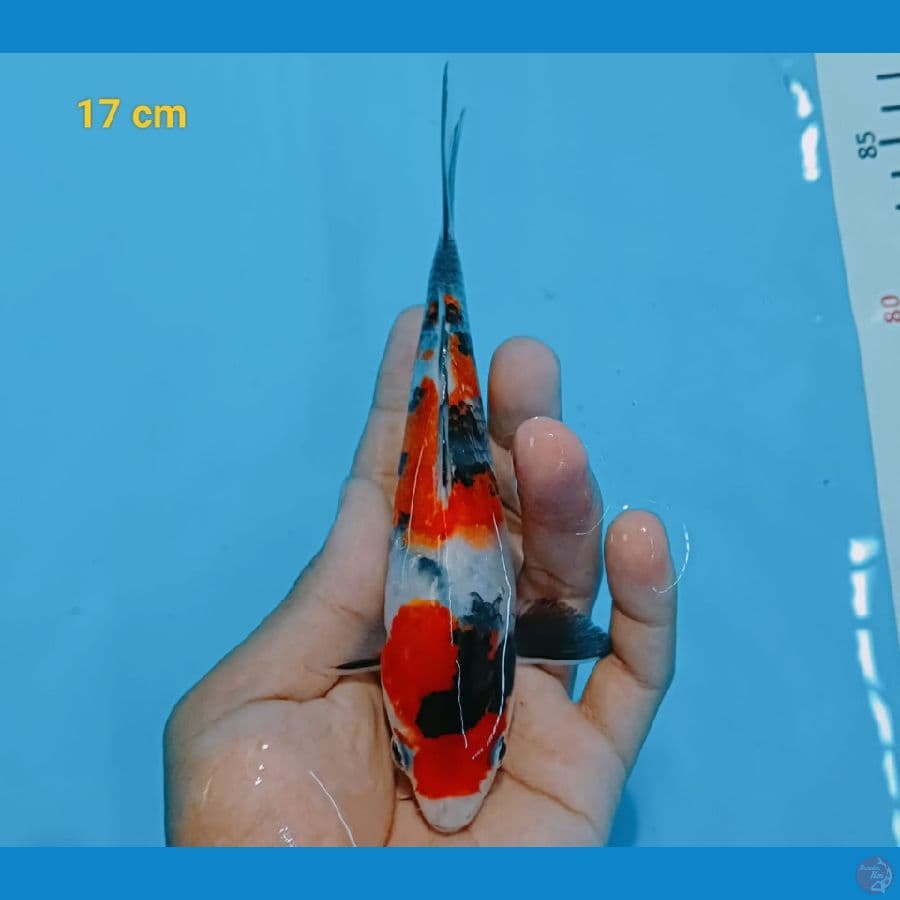showa 17 cm