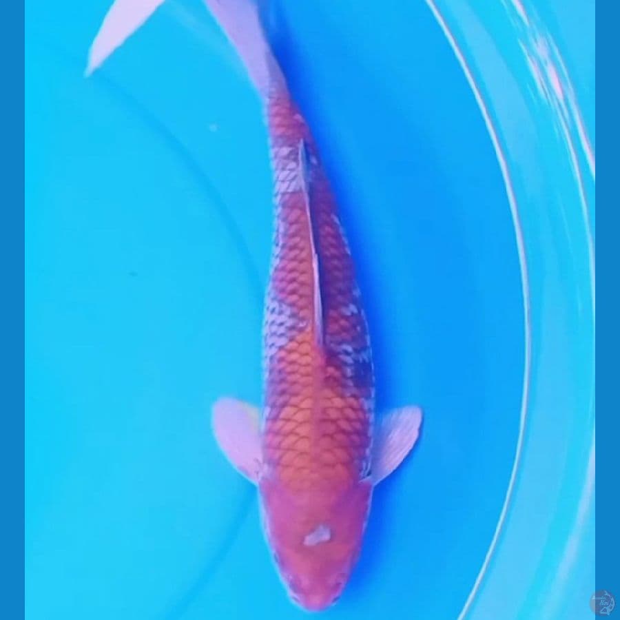 35cm OCHIBA SIGHURE