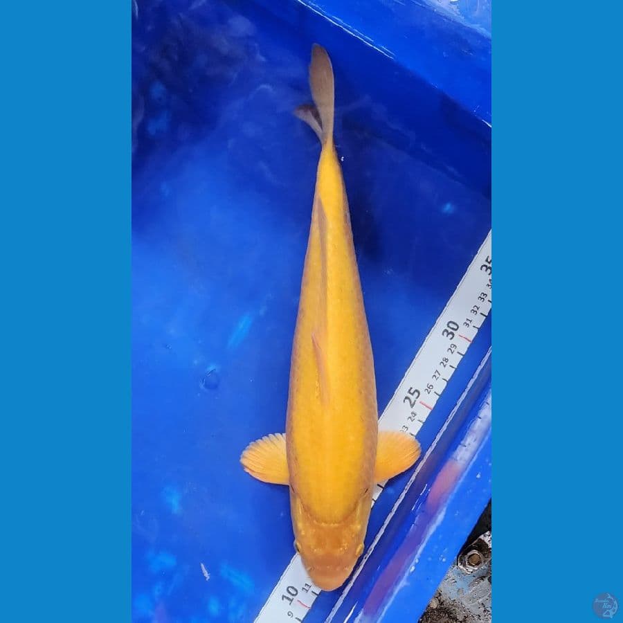 33cm umur 7 bulan dr telur
