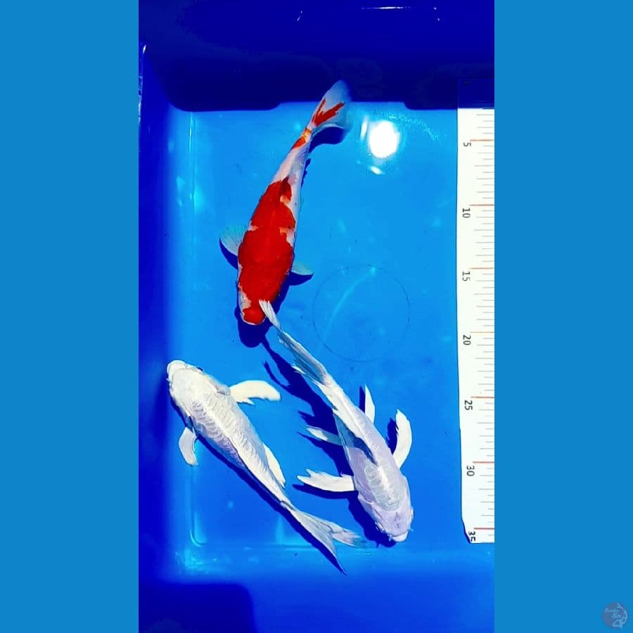 shotbodiy 3 ekor male 20 cm
