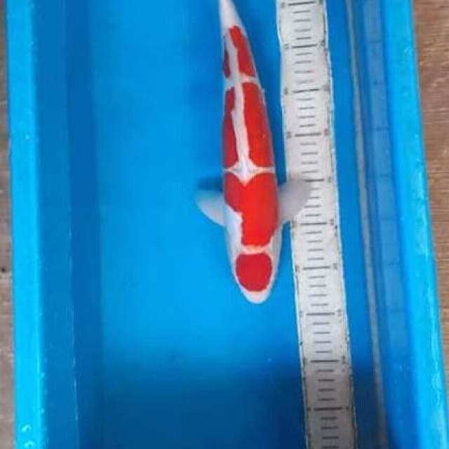 Kohaku.size.43cm