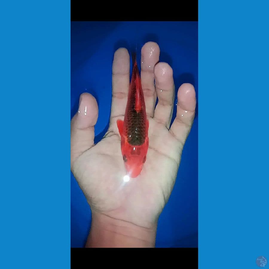 akamatsuba 15 cm