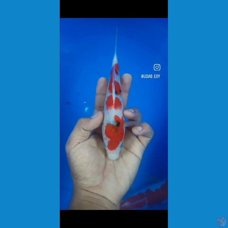 sanke bahan keep