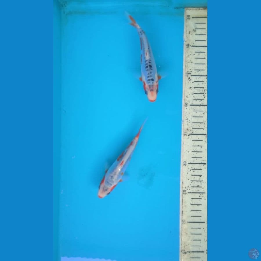 shusui 15-16cm