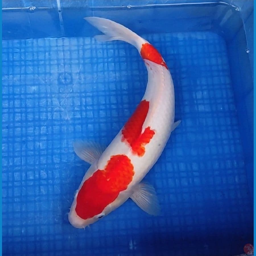 KOHAKU 45CM | Fm