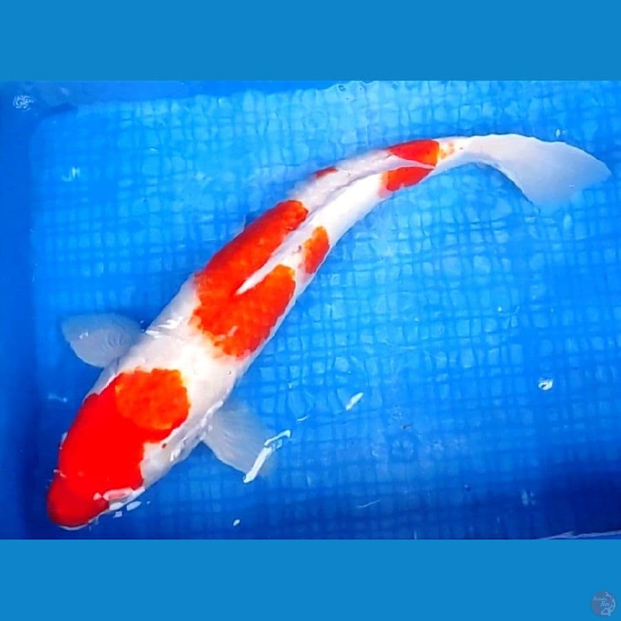 KOHAKU 54CM | Fm