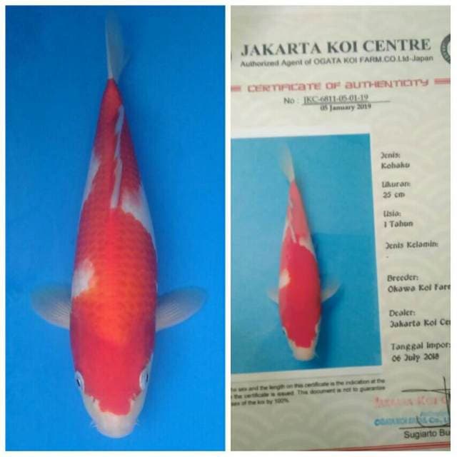 Okawa Kohaku