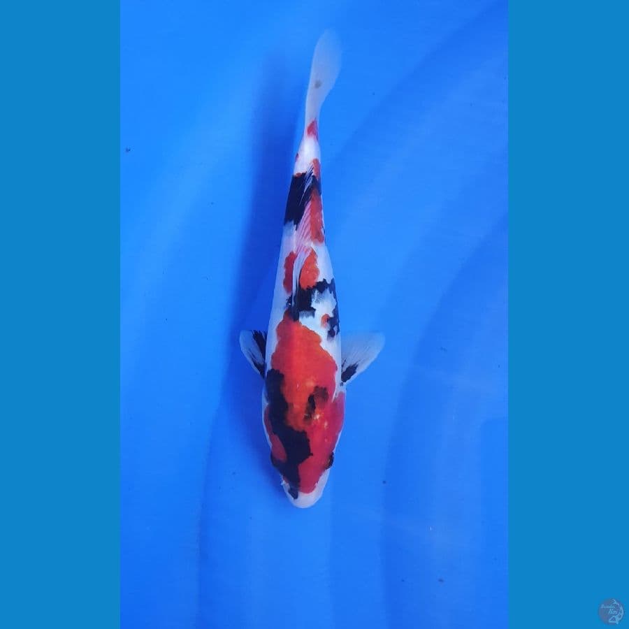 SHOWA PETIR 25 cm