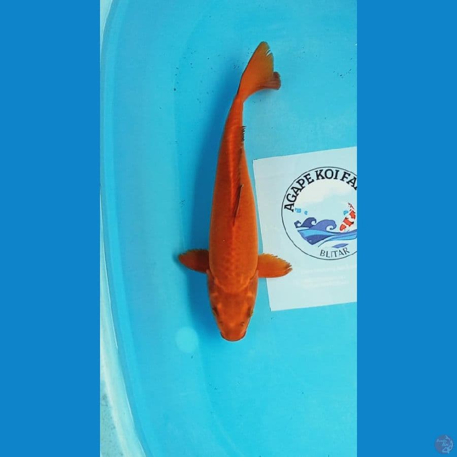 chagoi 34cm