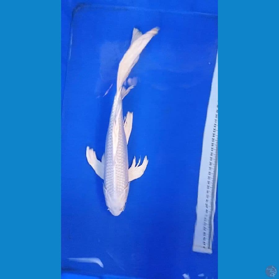 platinum sleyer 41cm male