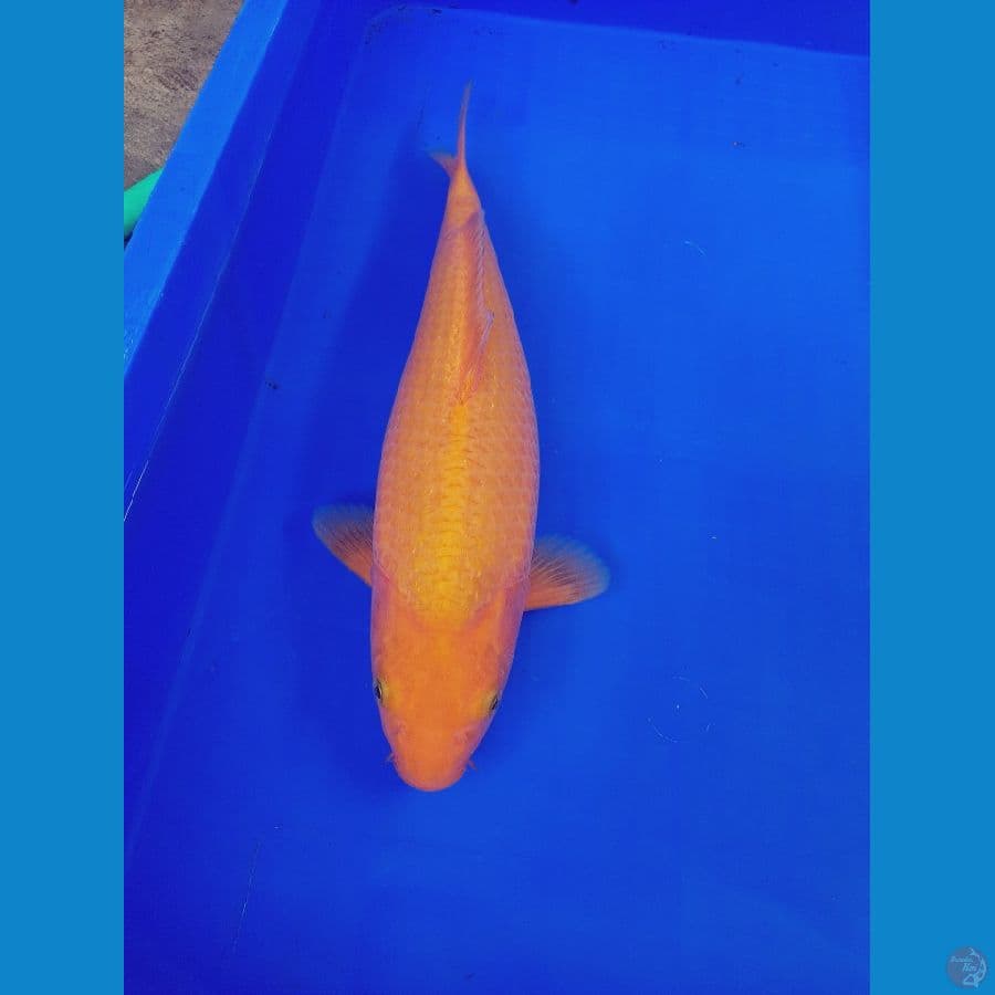 SUPER MANGO 35 cm