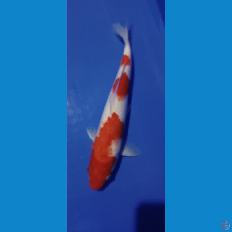 kohaku 32