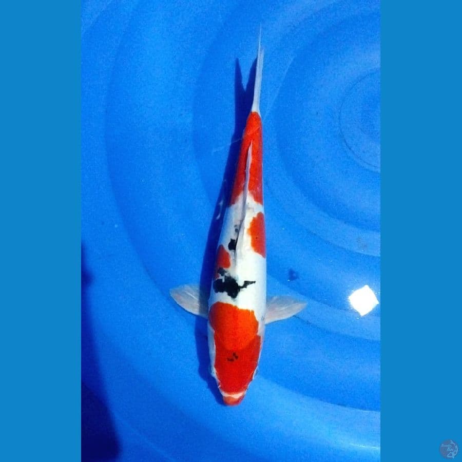 sanke doitsu murni 34cm