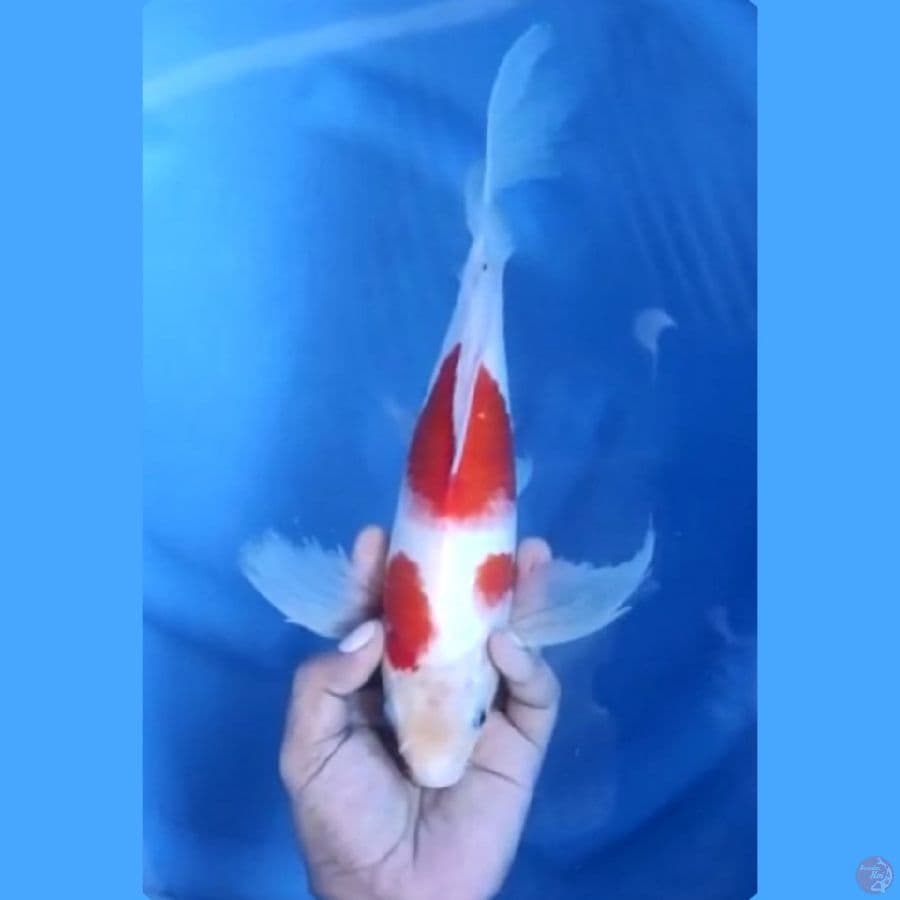 34CM # KUMPAY KOHAKU - M