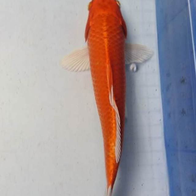 Orenji jreng