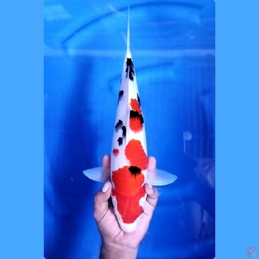 38CM # TAISHO SANKE - F