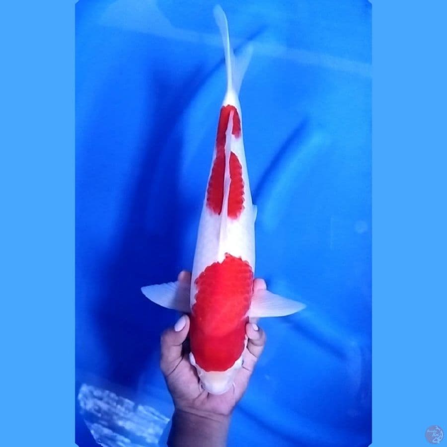 39CM # JUMBO KOHAKU STRONG - M