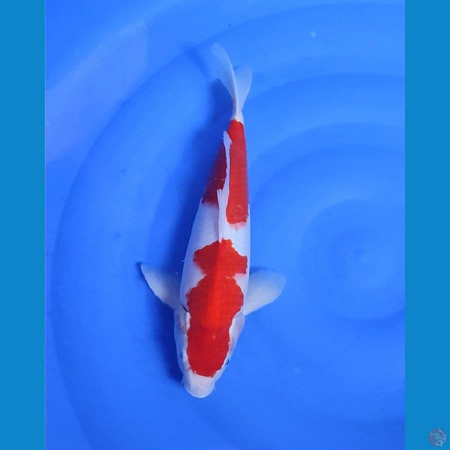 KOHAKU STEP 2