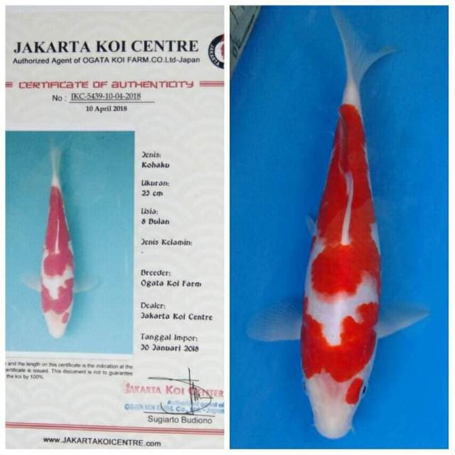 Ogata Kohaku