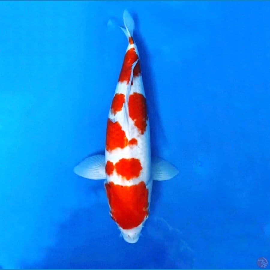 AKF Kohaku 50cm