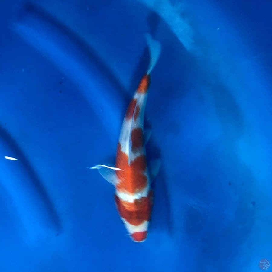 Kuchi Kindai 24 cm