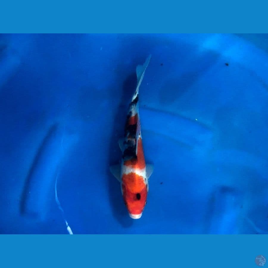 Showa F 24 cm