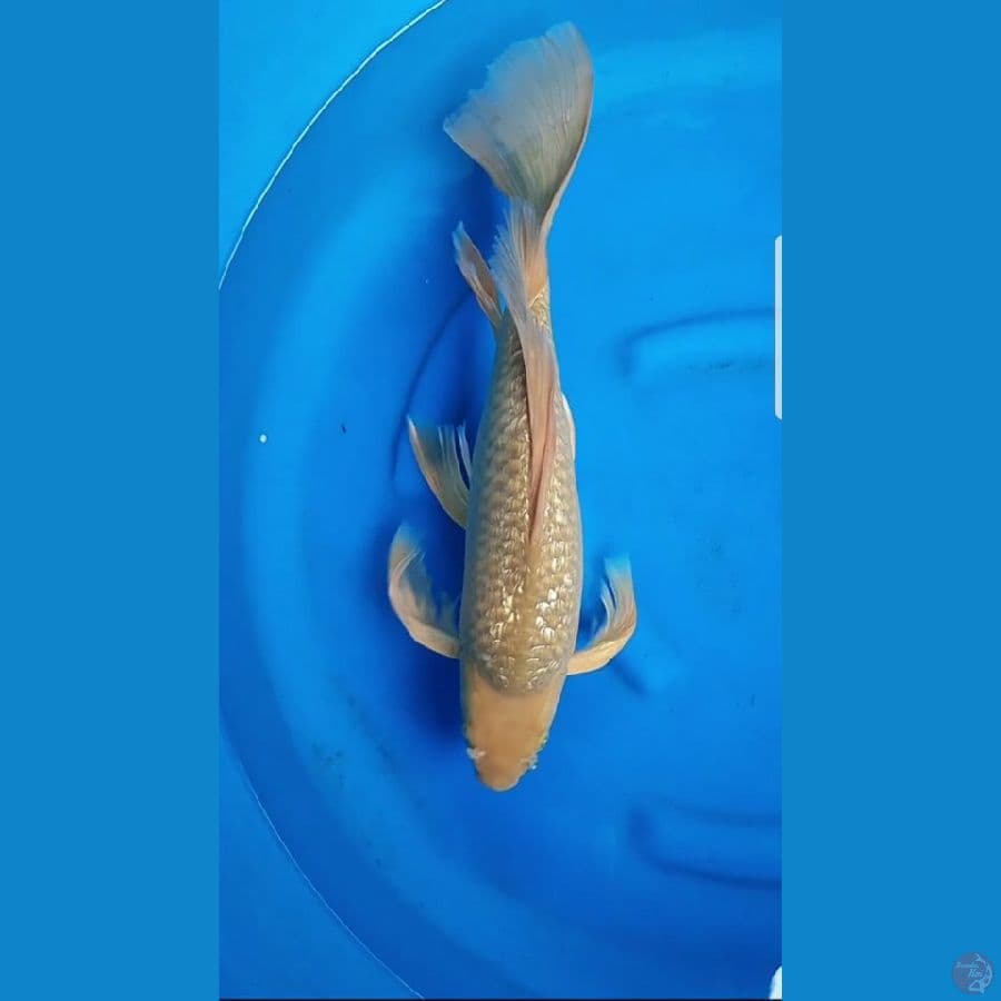 (50 cm)MIDORY KUMPAY Male