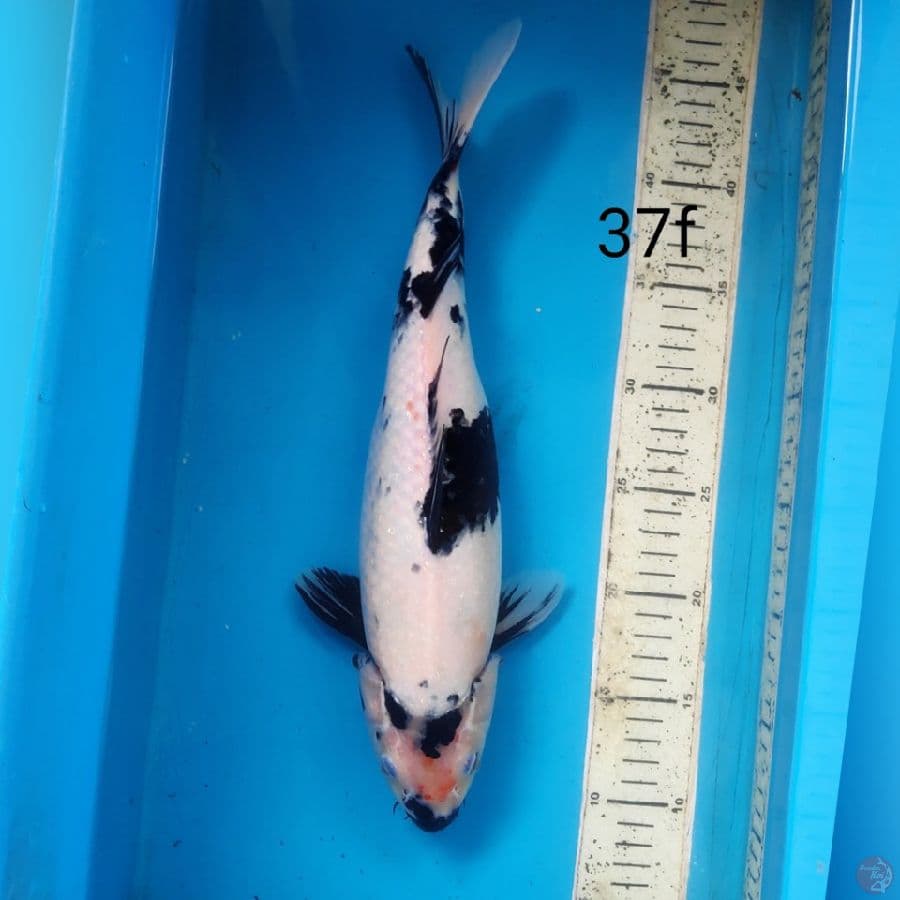 Shiro, 37cm female