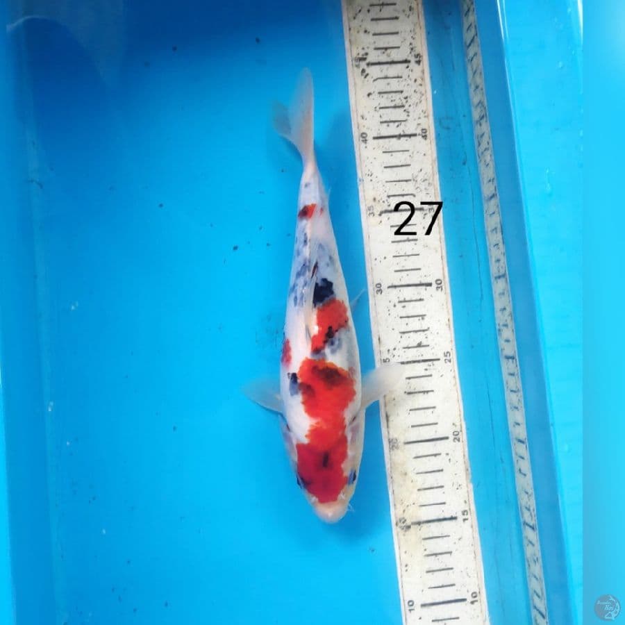 Showa, 27cm