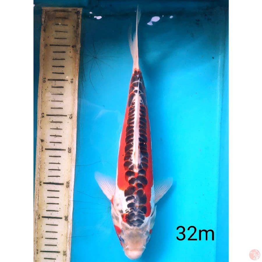 Hana shusui , 32cm male