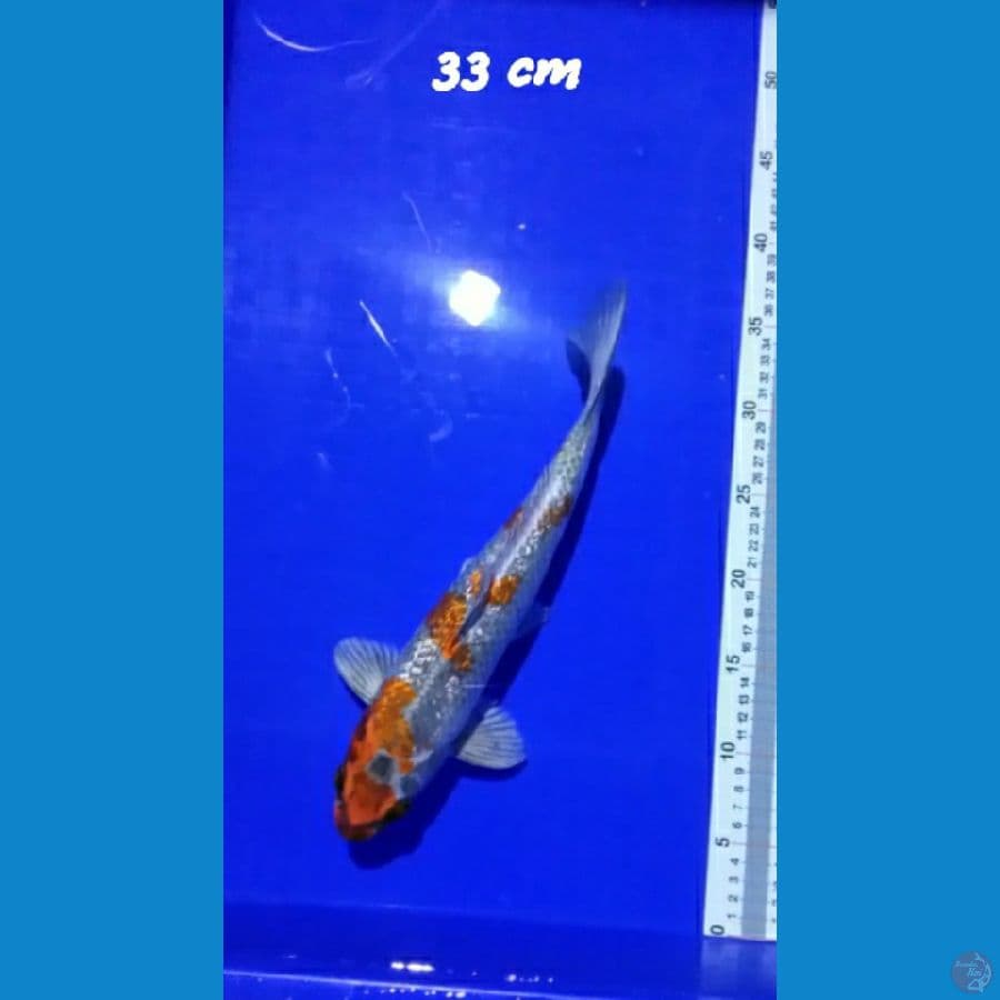 Kujaku 33 cm
