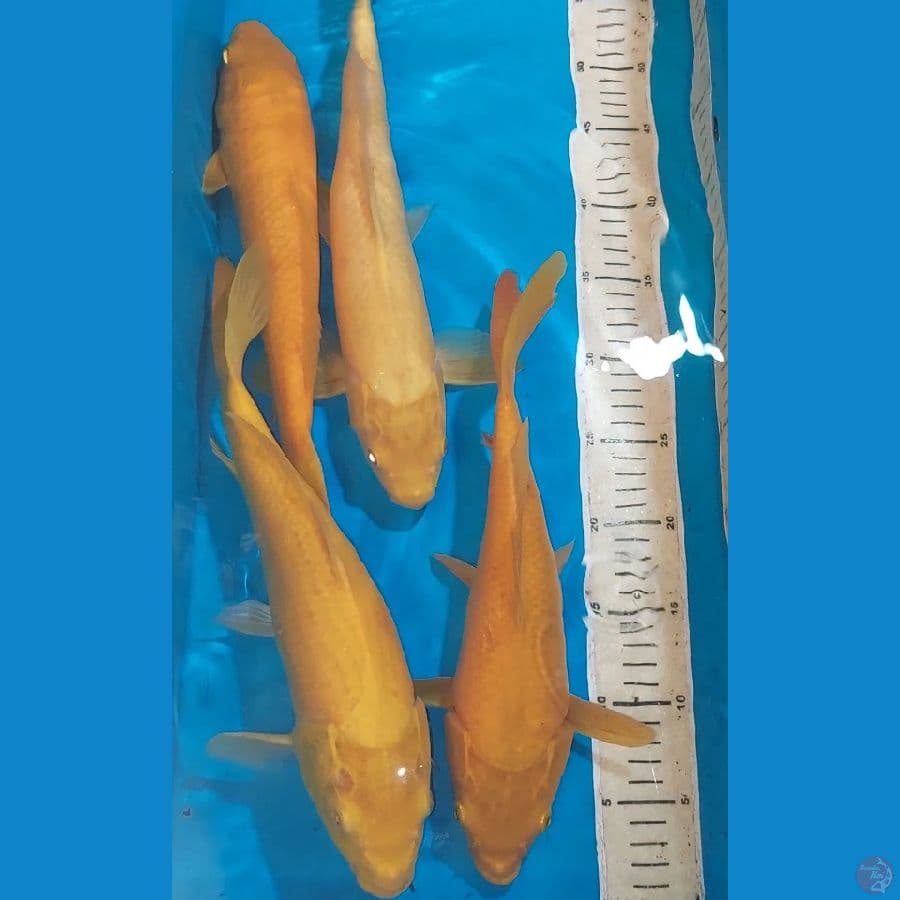 KARASHI MATA MERAH 33-35 CM